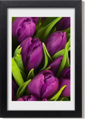 Produktbild von Bild 20x30 MDF-Rahmen, Wandkunst Lila Tulpen