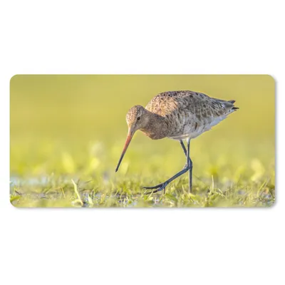 Produktbild von MuchoWow® Schreibtischunterlage Vögel - Gras - Landschaft - Uferschnepfe 80x40 cm - XXL Mauspad - Gaming Mauspad
