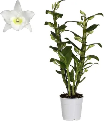 Image de Dendrobium Nobile Blanc - Noble orchidée d'intérieur | 40-50 cm | Plante en pot très florifère pour le salon et le bureau