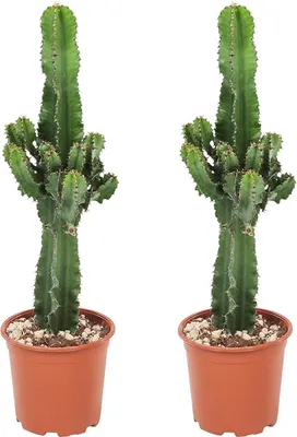 Produktbild von Euphorbia ingens - Číslo 2 - Kaktus - ⌀17cm - Výška 50-60cm