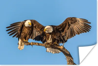 Produktbild von MuchoWow® Poster Vogel - Äste - Adler - Raubvögel - Luft 60x40 cm - Schlafzimmerdekoration