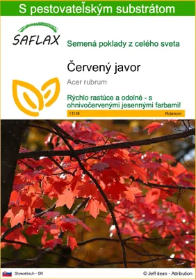 Obrázok produktu pre SAFLAX - červený javor - Acer rubrum - 20 Semená - S pestovateľským substrátom bez klíčkov