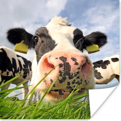 Produktbild von MuchoWow® Poster Kuh - Bauernhof - Gras - Tiere 100x100 cm - Babyzimmer