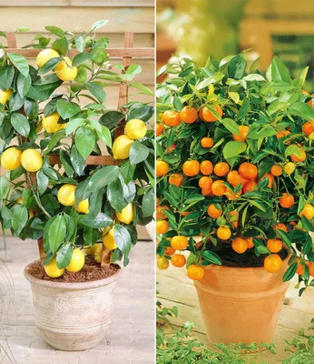 Produktbild von BALDUR Garten 2er Set Zitronen- & Orangenbaum, Pflanzen im 12 cm-Topf, leuchtende, essbare Früchte, duftende Blüten, immergrünes Laub, pflegeleicht, dekorative Kübelpflanze für Balkon & Terrasse