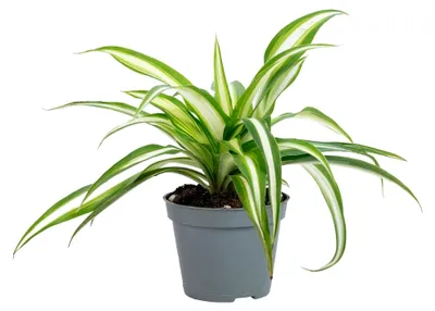 Produktbild von Grünlilie - pflegeleichte Zimmerpflanze, Chlorophytum Comosum Variegata - Höhe ca. 15 cm, Topf-Ø 6 cm