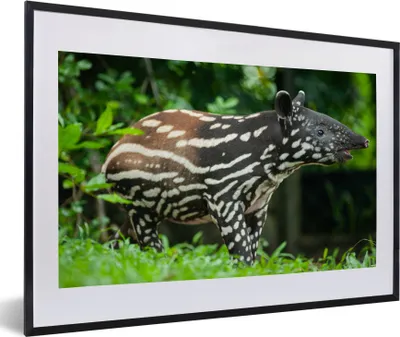 Produktbild von MuchoWow® MuchoWow® Gerahmtes Poster Junger Tapir im Dschungel 60x40 cm - Poster mit zchwarzem Bilderrahmen - Schlafzimmer - Plakat in Rahmen - Drucken