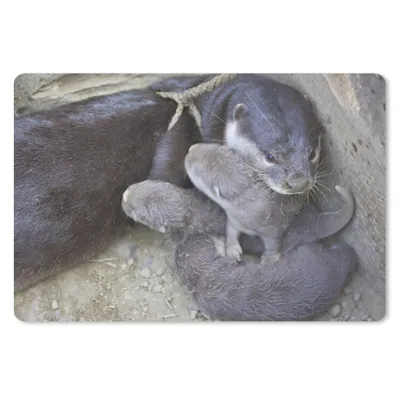 Produktbild von MuchoWow® Mauspad Mousepad Otter mit Jungtieren 27x18 cm - Mousepads - Maus Mat - Pad - Mausunterlage - Büroartikel - Desk Matten
