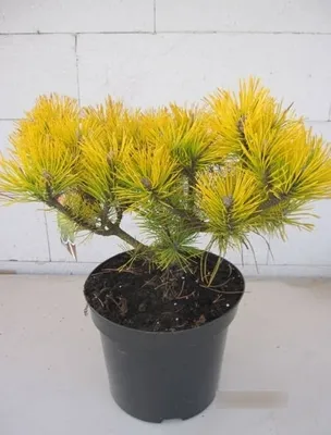 Produktbild von Pinus mugo Golden Glow - Bergkiefer Golden Glow - 30-40