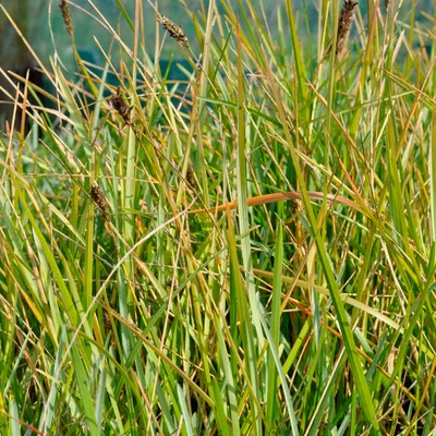 Produktbild von 6 x Grünes Kopfgras - Sesleria heufleriana  | Topf 9cm x 9cm