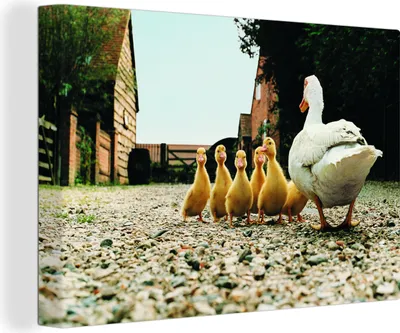 Produktbild von OneMillionCanvasses® - Leinwandbilder - 150x100 cm, Ente mit Jungen, Wandbilder Kunstdruck Wanddekoration