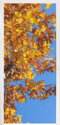 Produktbild von MuchoWow® Türtapete Selbstklebende Türfolie Herbst - Bäume - Orange 85x215 cm Türposter Türaufkleber Klebefolie Türklebefolie - Aufkleber für türen - Türplakat - Dekoration