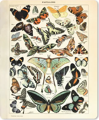 Produktbild von MuchoWow® Mauspad Mousepad Adolphe Millot - Schmetterling - Tiere - Insekten - Vintage 30x40 cm - Mousepads - Maus Mat - Pad - Mausunterlage - Mausmatten