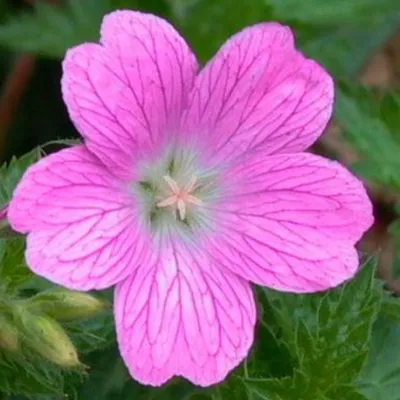 Image de 6 x géranium  - Geranium oxonianum « Claridge Druce »  | Pot 9 cm x 9 cm
