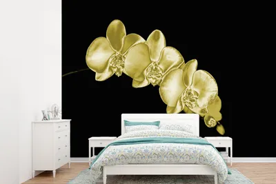 Produktbild von Fotobehang mit Orchideen auf schwarzem Hintergrund, 415 cm breit, 300 cm hoch