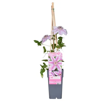 Produktbild von 2 x Waldrebe - Clematis 'Nelly Moser'  - 50-60 cm Container 50-60 cm Container