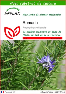 Image de SAFLAX  - Romarin - 100 graines - Avec substrat - Rosmarinus