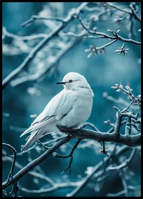 Produktbild von Plakat 64x90cm Perlenvogel