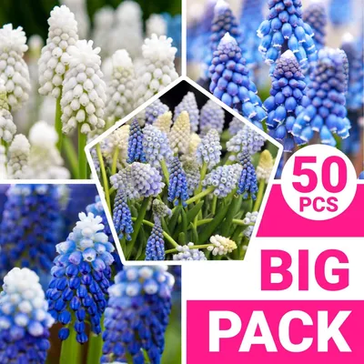 Productafbeelding van Bloembollen, meerjarig en winterhard - Muscari-mix - 50 bollen - Mix van 5 soorten/kleuren uit Nederland - Echte winterharde muscari-bollen/bloemen/planten - Geschikt voor tuin, potten en balkon