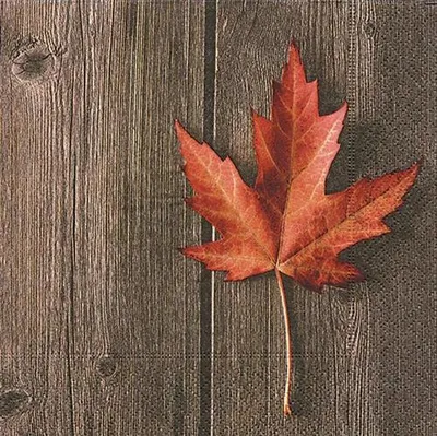 Produktbild von 20 Servietten Lonely Leaf - Einzelnes Herbstblatt 33x33cm