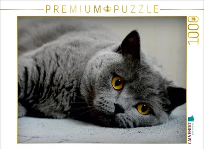 Produktbild von Calvendo Britischkurzhaar Katze. Ein Motiv aus dem Kalender GRAUE ENGEL 1000 Teile Puzzle quer 640x480mm, CALVENDO; 7456063