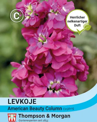 Produktbild von Levkoje American Beauty Column | Levkojensamen von Thompson & Morgan