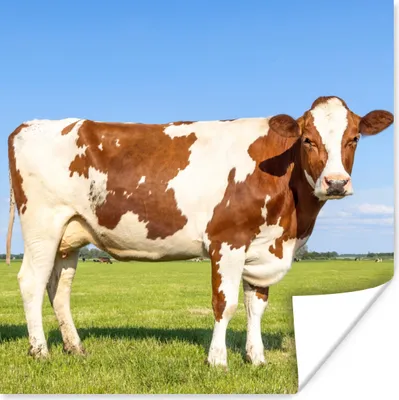 Produktbild von MuchoWow® Poster Kühe - Bauernhof - Gras - Natur - Tiere 75x75 cm - Wand Dekoration