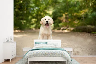 Produktbild von MuchoWow® Fototapete für Wohnzimmer oder Schlafzimmer Wandtapete Vinyl Motivtapete Labrador Retriever Welpe sitzt auf einem Waldweg - 450x300 cm - Gemusterte