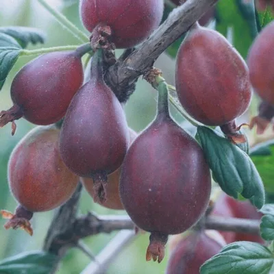 Produktbild von Redeva , rot Stachelbeerenstrauch - Busch