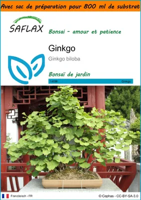 Image de SAFLAX Garden in the bag - Ginkgo - 4 graines - Ginkgo