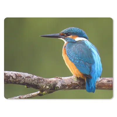 Produktbild von MuchoWow® Mauspad Mousepad Eisvogel - Äste - Baum 23x19 cm - Mousepads - Maus Mat - Pad - Mausunterlage - Schreibtischunterlage - Mauspad