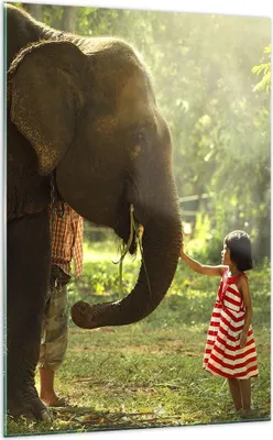 Produktbild von Bilder auf glas - Einteilig - Elefant Tier - 70x100cm - Glasbilder - Wandbilder - Bilder - zum Aufhängen bereit - Wanddekoration aus Glas - Glas Bilder - Wandbild auf Glas - GPA70x100-3884