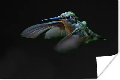 Produktbild von MuchoWow® Poster Kolibri - Federn - Schwarz 180x120 cm - Fotoplakat