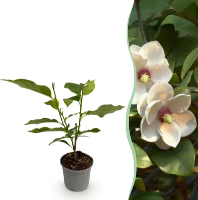 Produktbild von Magnolia sieboldii - Blüte Weiß-Rot - Laubabwerfend - Pflegeleicht - 30cm - Ø12cm - Gartenpflanze