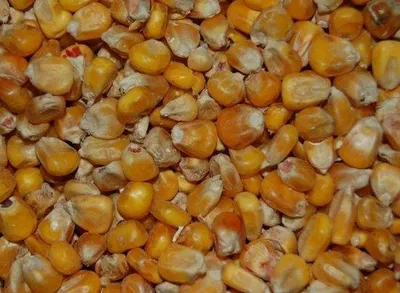 Zdjęcie produktu dla Wielink, kukurydza francuska, nieprzetworzona – 20 kg