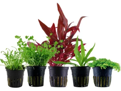 Produktbild von Pflanzen Set mit 5 Vordergrund Topf Aquarium Wasserpflanzen AquaOne Nr.138