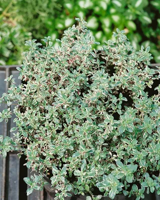 Produktbild von Thymus vulgaris 'Silver Posie', Thymian, silber-grün, ca. 9x9 cm Topf
