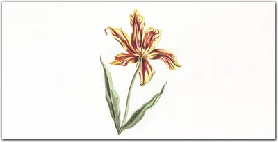 Produktbild von Coloray - Bild aus Glas - Glasbilder - 100 x 50 cm - Dekoration Wohnzimmer Wanddekoration Gehärtetes Glas Küche Glasblock mit Bild - Blumen Pflanzen