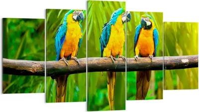 Produktbild von Bild auf Leinwand - Leinwandbild - Papageien Collorful Natur Vögel - 160x85cm - Wand Bild - Wanddeko - Leinwanddruck - Bilder - Kunstdruck - Leinwand bilder - Wandkunst - EA160x85-2696