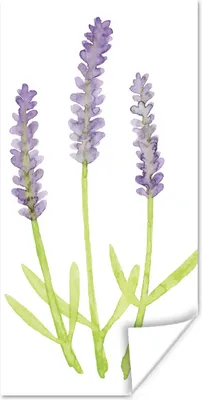 Produktbild von MuchoWow® Poster Lavendel - Aquarell - Pflanzen 40x80 cm - Dekoration