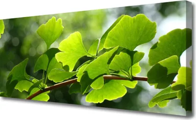 Produktbild von Tulup Leinwand-Bilder 125x50 Wandbild Canvas Kunstdruck Zweig Blätter Pflanzen
