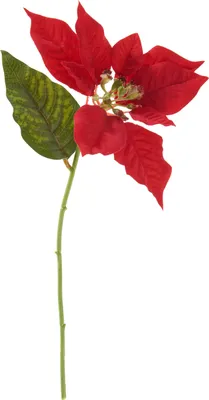 Produktbild von Weihnachtsstern Blüte, L 30 cm, Rot