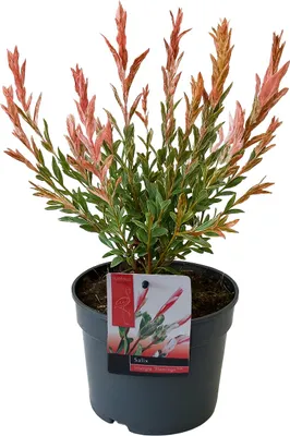 Image de Bloomique - Salix Integra Flamingo - Saule panaché - Plantes de jardin - Rustique - Hauteur 30-40 cm - Pot 12 cm
