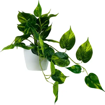 Image de Fleur en pot - Philodendron suspendu 25x40 cm