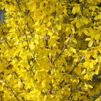 Produktbild von 2 x  Forsythie  - Forsythia intermedia 'Week End'  | 50-60 cm in Container