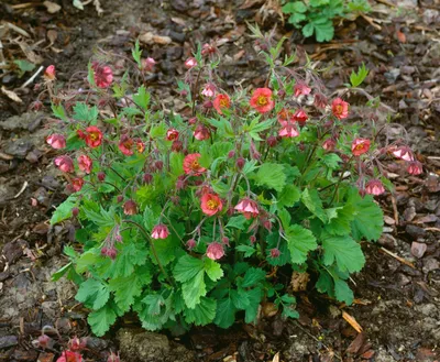Produktbild von Geum rivale 'Flames of Passion', Bachnelkenwurz, rot, ca. 9x9 cm Topf