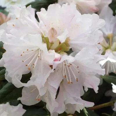 Image de Rhododendron « Dora Amateis » | 20-30 cm en pot
