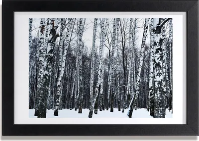 Produktbild von Bild 30x20 MDF-Rahmen, Wandkunst Birken im Winter