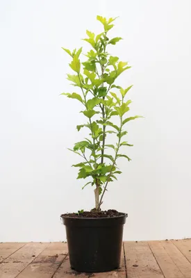 Produktbild von Hibiscus syriacus 'Aphrodita', Roseneibisch, rosa Blüten, 40–60 cm