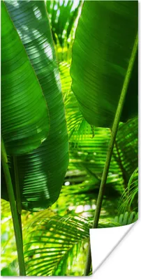 Produktbild von MuchoWow® Poster Tropische Blätter im Dschungel Fotodruck 60x120 cm - Wandschmuck