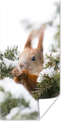 Produktbild von MuchoWow® Poster Eichhörnchen - Kiefer - Schnee 60x120 cm - Wandschmuck